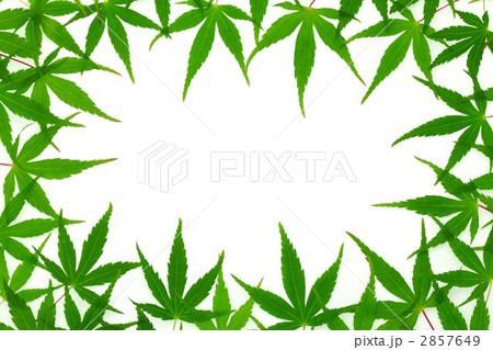 もみじのフレーム もみじのフレーム 2857649