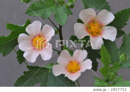 マルバストルム 2857752