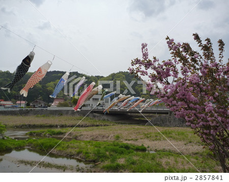 こいのぼりの川渡しの写真素材