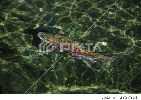 ニジマス１ 2857861