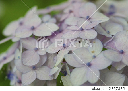 舞妓紫陽花 2857876