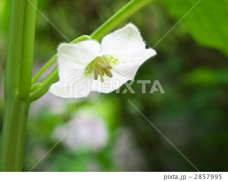 ホオズキの花 2857995