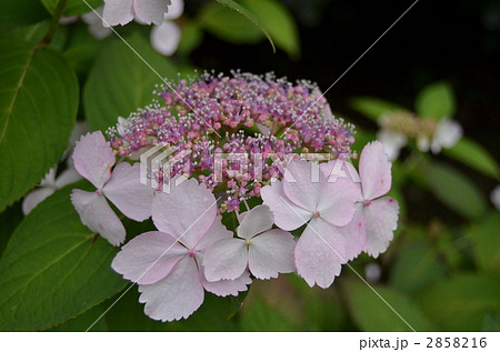 ピンクの額紫陽花 ピンクの額紫陽花 2858216