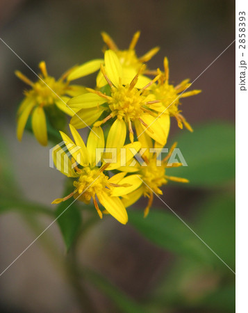アキノキリンソウ アキノキリンソウ 2858393
