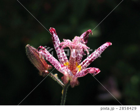 台湾杜鵑草 台湾杜鵑草 2858429