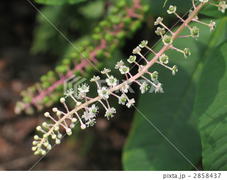 ヨウシュヤマゴボウの花 2858437