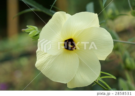 黄蜀葵 とろろあおい　一日で落ちてしまう花 2858531