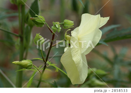 黄蜀葵 とろろあおい　一日で落ちてしまう花 2858533