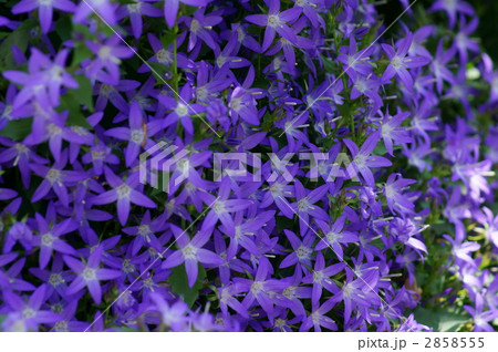 星桔梗 アルペンブルーきれいな青です の写真素材