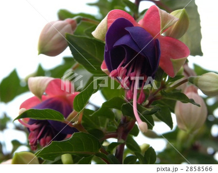 フクシャ　満開 2858566