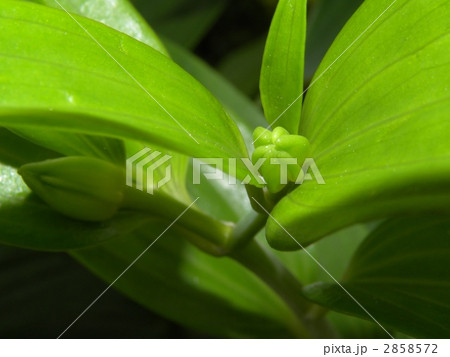 カサブランカの蕾 2858572