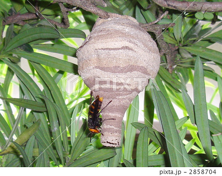ハチの巣 クマバチ ハチの写真素材