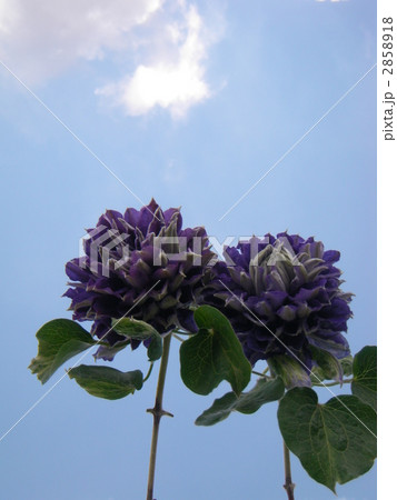 新紫玉 新紫玉 2858918