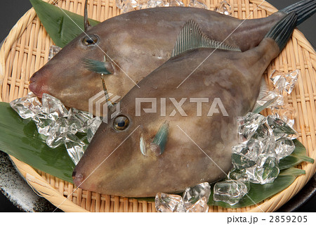 カワハギ カワハギ 2859205