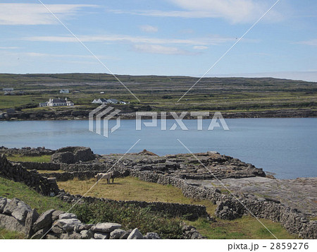 白い馬 白い馬 2859276