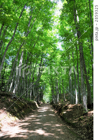 美人林の新緑  2859325