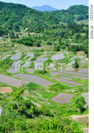 星峠の棚田  2859350