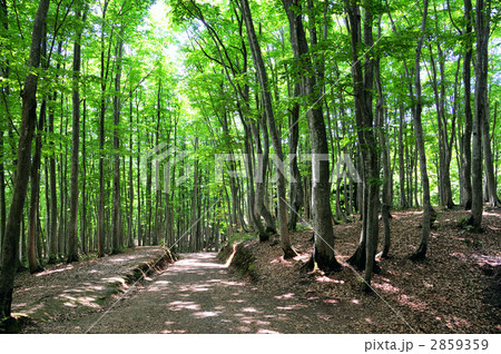美人林の新緑 2859359