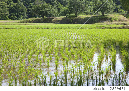 初夏の水田 初夏の水田 2859671