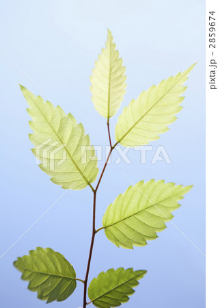 ケヤキの若葉 2859674