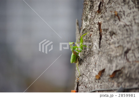 ハラビロカマキリ 2859981