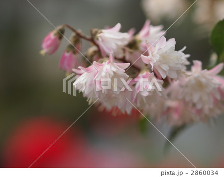 サラサウツギの花 2860034