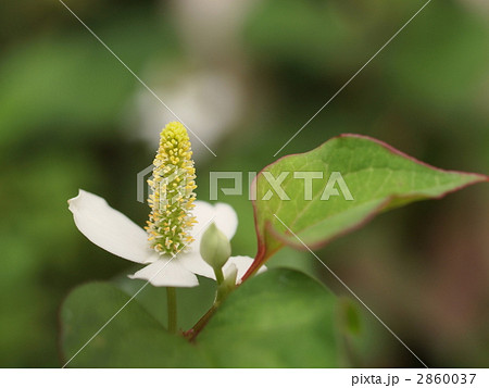 ドクダミの花 2860037