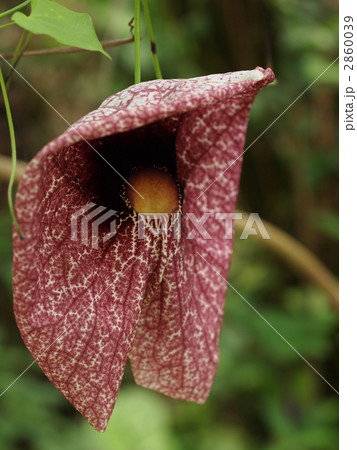 パイプカズラの花 2860039