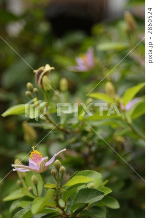 睡蓮木の花 2860524