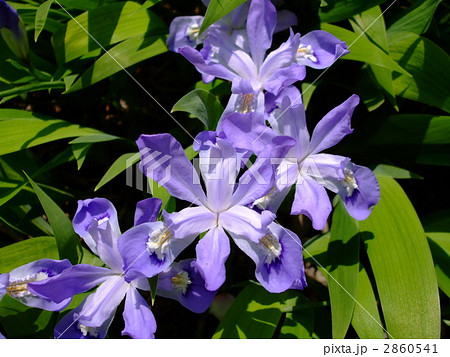 ひめしゃが ひめしゃが 2860541