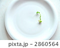 芽 2860564