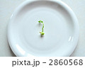 芽 2860568
