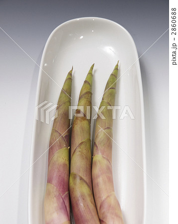 竹の子　姫だけ　ネマガリダケ 2860688