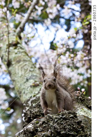 エゾリス エゾリス 2860735