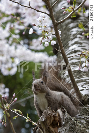 エゾリス エゾリス 2860743