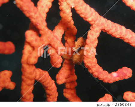 ヤギに擬態するピグミーシーホース ヤギに擬態するピグミーシーホース 2860848