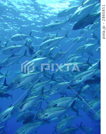 ギンガメアジの大群 2860851