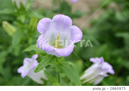 カンパニュラ 2860975