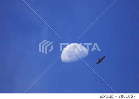 月とサシバ 2861067