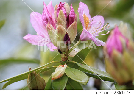 シャクナゲの花 2861273