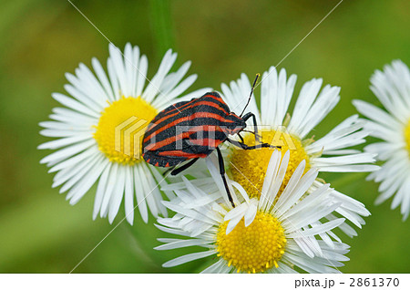 アカスジカメムシとヒメジオン 2861370