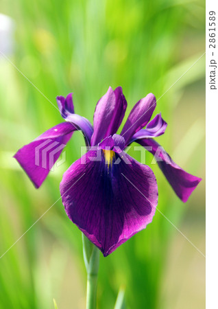 菖蒲 2861589
