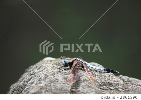 シオカラトンボ 2861590