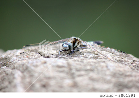 シオカラトンボ 2861591