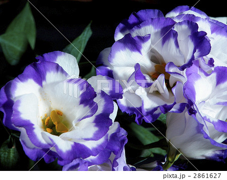 トルコキキョウ トルコキキョウ 2861627