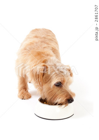 ノーフォークテリア ノーフォークテリア 2861707