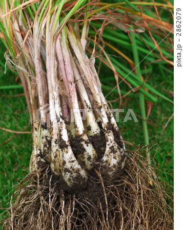 らっきょう 2862079