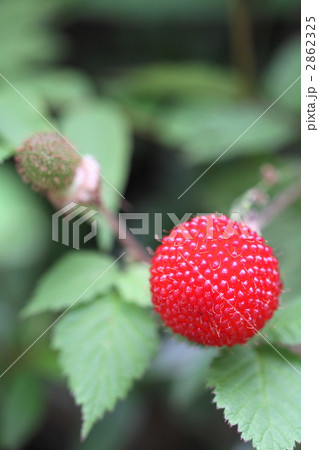 野いちご 野いちご 2862325
