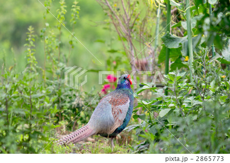 キジ 2865773