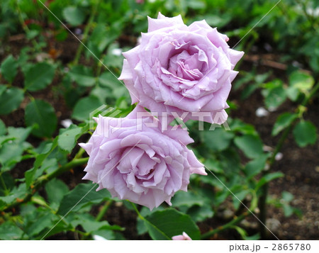 スイートムーン 2865780